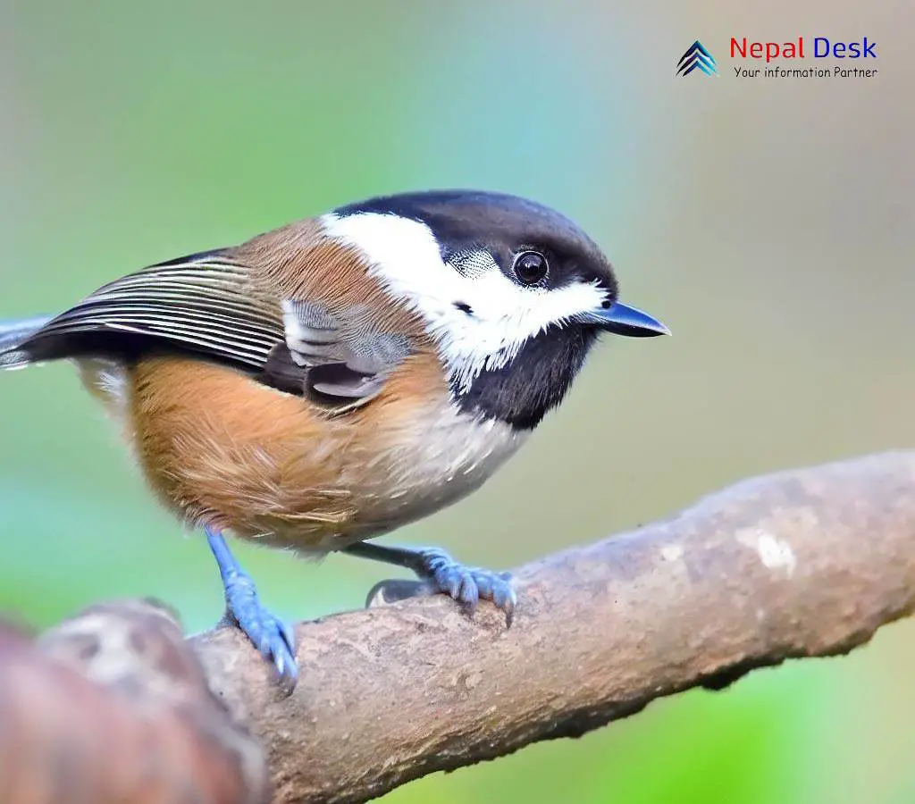 black-bibbed-tit-a-treasure-for-birdwatchers-in-nepal-nepal-desk